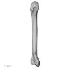 NH MER32 401 Pan troglodytes troglodytes metacarpal second left palmar
