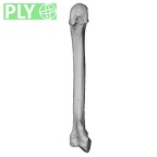 NH MER32 401 Pan troglodytes troglodytes metacarpal second left ply