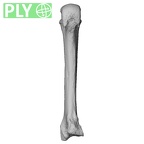 NH MER32 401 Pan troglodytes troglodytes metacarpal third left ply