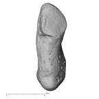 NH MER32 401 Pan troglodytes troglodytes pisiform left radial