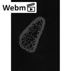 NH MER32 401 Pan troglodytes troglodytes pisiform left ct stack movie