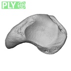 NH MER32 401 Pan troglodytes troglodytes scaphoid left ply