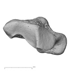 NH MER32 401 Pan troglodytes troglodytes trapezium left proximal