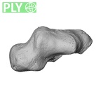 NH MER32 401 Pan troglodytes troglodytes trapezium left ply
