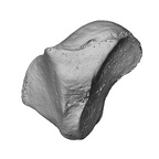 NH MER32 401 Pan troglodytes troglodytes trapezoid left distal