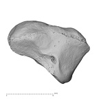 NH MER32 401 Pan troglodytes troglodytes trapezoid left proximal