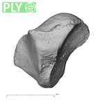 NH MER32 401 Pan troglodytes troglodytes trapezoid left ply