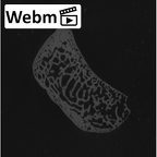 NH MER32 401 Pan troglodytes troglodytes triquetrum left ct stack movie