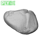 NH MER32 401 Pan troglodytes troglodytes triquetrum left ply