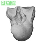 NH MER33 440 Pan troglodytes ellioti capitate right ply