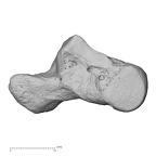 NH MER33 440 Pan troglodytes ellioti hamate right radial