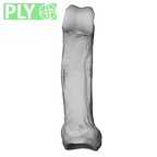 NH MER33 440 Pan troglodytes ellioti hand phalanx fifth proximal right ply