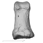 hand phalanx first proximal right