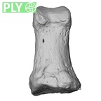 NH MER33 440 Pan troglodytes ellioti hand phalanx first proximal right ply