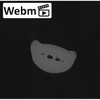 NH MER33 440 Pan troglodytes ellioti hand phalanx fourth middle right ct stack movie