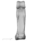 hand phalanx fourth proximal right