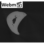 NH MER33 440 Pan troglodytes ellioti hand phalanx fourth proximal right ct stack movie