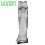 NH MER33 440 Pan troglodytes ellioti hand phalanx fourth proximal right ply