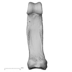 hand phalanx second proximal right
