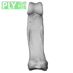 NH MER33 440 Pan troglodytes ellioti hand phalanx second proximal right ply