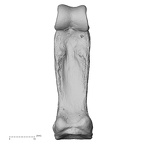 hand phalanx third proximal right