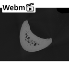 NH MER33 440 Pan troglodytes ellioti hand phalanx third proximal right ct stack movie