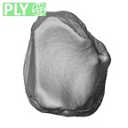 NH MER33 440 Pan troglodytes ellioti lunate left ply