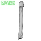 NH MER33 440 Pan troglodytes ellioti metacarpal fifth right ply