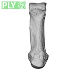 NH MER33 440 Pan troglodytes ellioti metacarpal first right ply