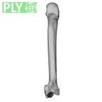 NH MER33 440 Pan troglodytes ellioti metacarpal second right ply