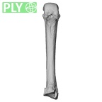 NH MER33 440 Pan troglodytes ellioti metacarpal third right ply
