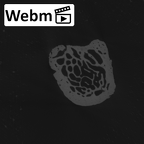 NH MER33 440 Pan troglodytes ellioti pisiform right ct stack movie