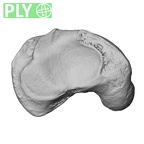 NH MER33 440 Pan troglodytes ellioti scaphoid right ply
