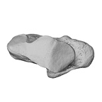 NH MER33 440 Pan troglodytes ellioti trapezium left ply