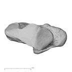 trapezium left
