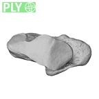 NH MER33 440 Pan troglodytes ellioti trapezium left ply