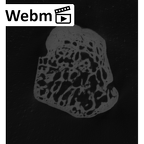 NH MER33 440 Pan troglodytes ellioti trapezoid right ct stack movie