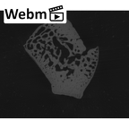 NH MER33 440 Pan troglodytes ellioti triquetrum right ct stack movie