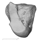 NH MER33 712 Pan troglodytes troglodytes capitate right ulnar