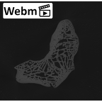 NH MER33 712 Pan troglodytes troglodytes capitate right ct stack movie
