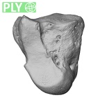 NH MER33 712 Pan troglodytes troglodytes capitate right ply