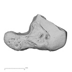 NH MER33 712 Pan troglodytes troglodytes hamate right radial