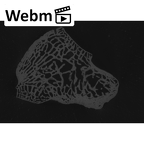 NH MER33 712 Pan troglodytes troglodytes hamate right ct stack movie