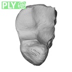 NH MER33 712 Pan troglodytes troglodytes hamate right ply