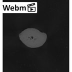 NH MER33 712 Pan troglodytes troglodytes hand phalanx fifth middle right ct stack movie