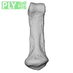 NH MER33 712 Pan troglodytes troglodytes hand phalanx fifth middle right ply