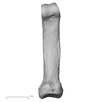 NH MER33 712 Pan troglodytes troglodytes hand phalanx fifth proximal right palmar