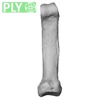 NH MER33 712 Pan troglodytes troglodytes hand phalanx fifth proximal right ply