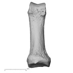 NH MER33 712 Pan troglodytes troglodytes hand phalanx first proximal right palmar