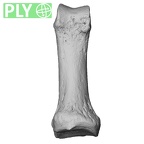 NH MER33 712 Pan troglodytes troglodytes hand phalanx first proximal right ply